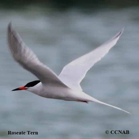 Roseate Tern