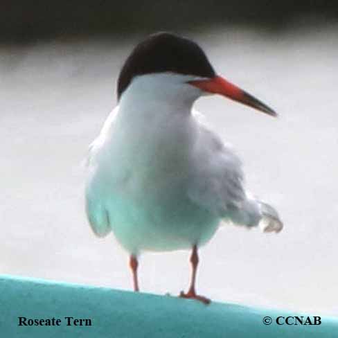 Roseate Tern