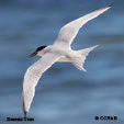 Roseate Tern range map