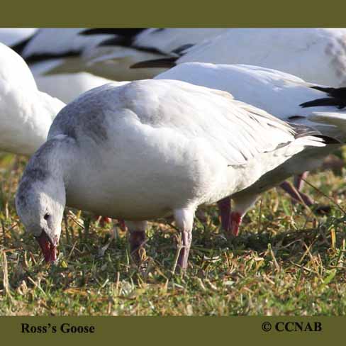 Ross's Goose