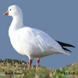 Ross's Goose range map