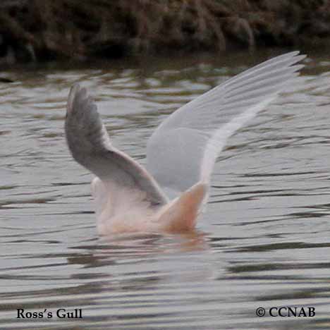 Ross's Gull