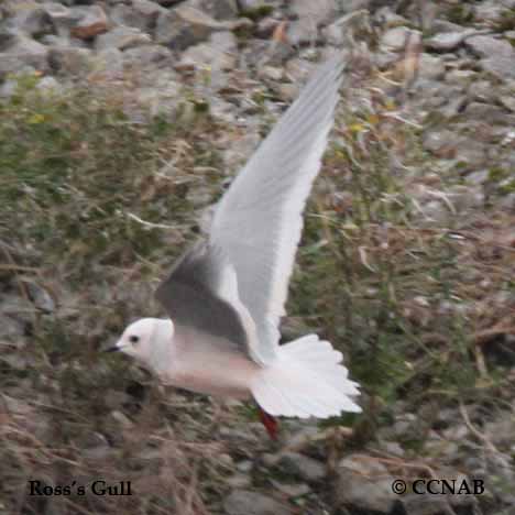 Ross's Gull