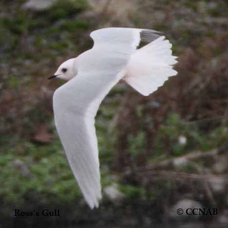 Ross's Gull