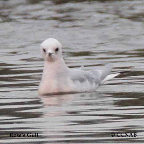 Ross's Gull