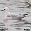 Ross's_Gull