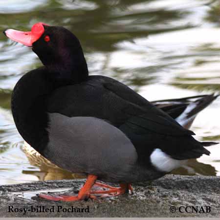 Rosy-billed Pochard