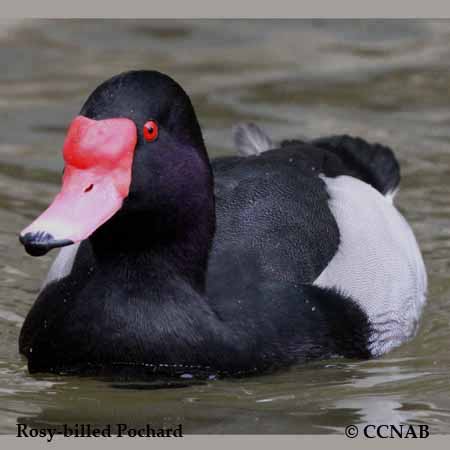 Birds of North America