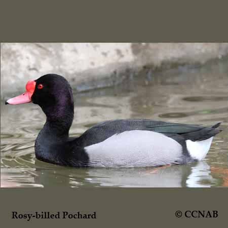 Rosy-billed Pochard