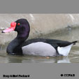 Rosy-billed Pochard