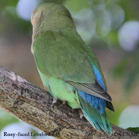 Birds of North America