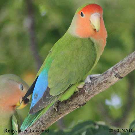 Rosy-faced Lovebird