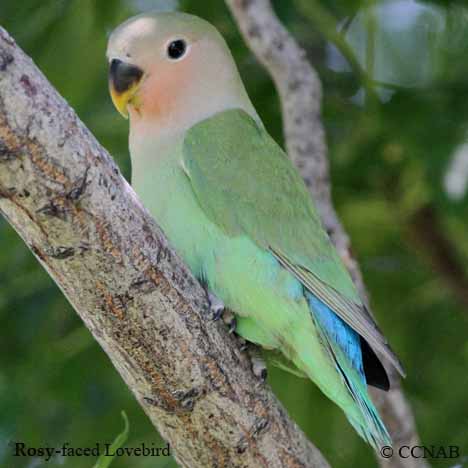 Rosy-faced Lovebird