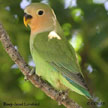 Rosy-faced Lovebird range map