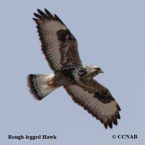 Rough-legged Hawk