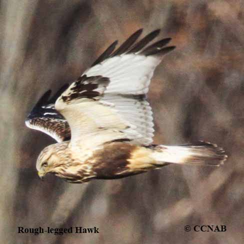 Rough-legged Hawk