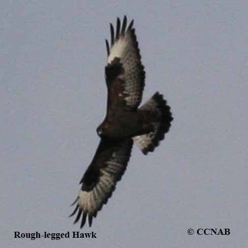 Rough-legged Hawk