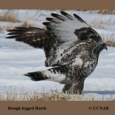 Rough-legged Hawk