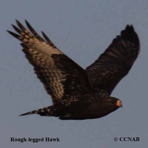 Rough-legged Hawk