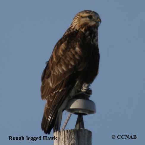 Rough-legged Hawk