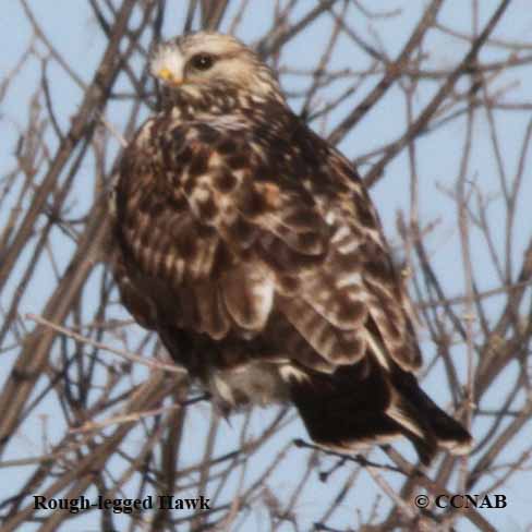 Rough-legged Hawk