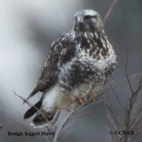 Rough-legged Hawk