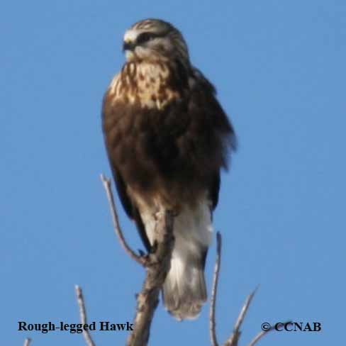 Rough-legged Hawk