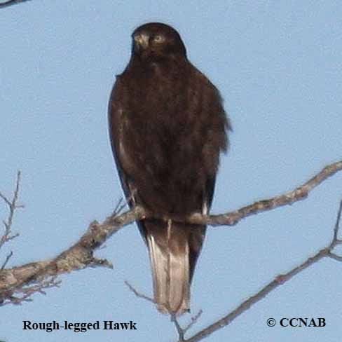 juvenile rough legged hawk