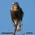 Rough-legged Hawk range map