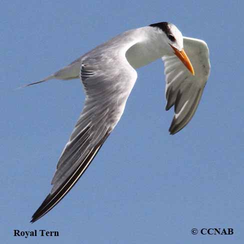 Royal Tern