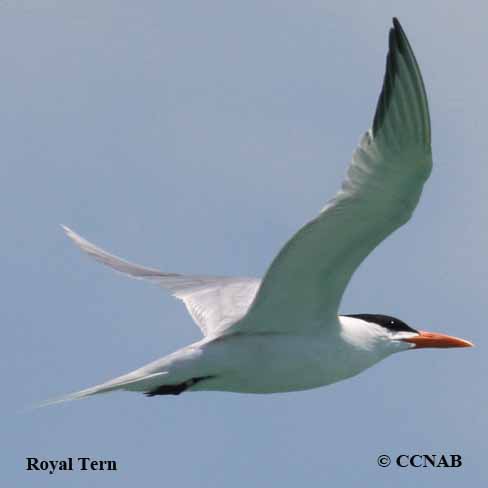 Royal Tern