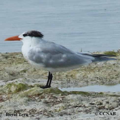 Royal Tern