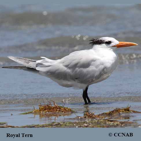 Birds of North America