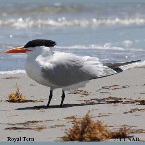 Royal Tern