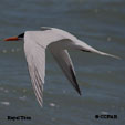 Royal Tern range map