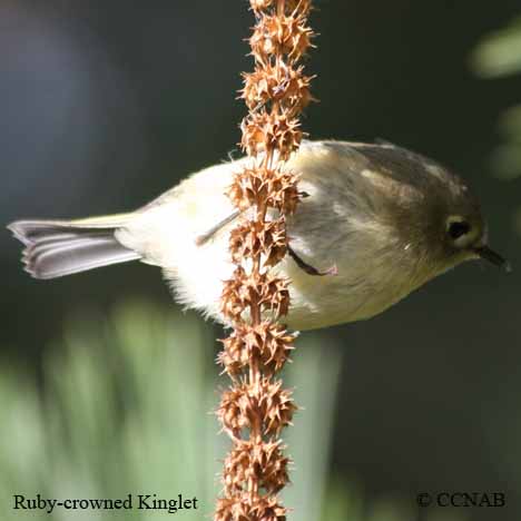 Ruby-crowned Kinglet