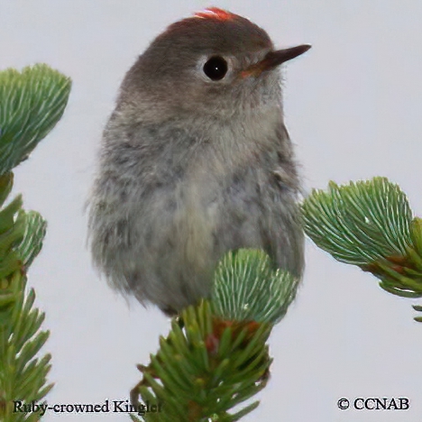 Ruby-crowned Kinglet