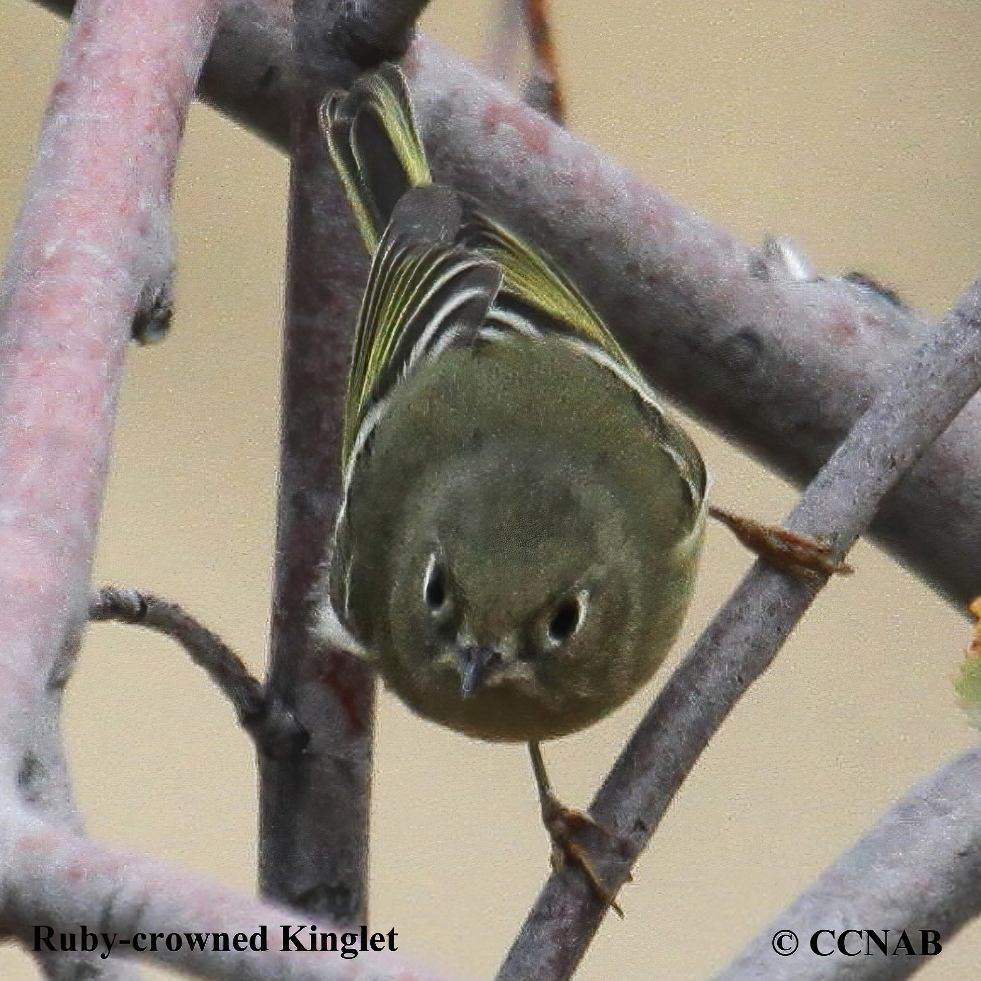 Ruby-crowned Kinglet