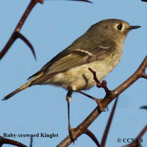 Birds of North America