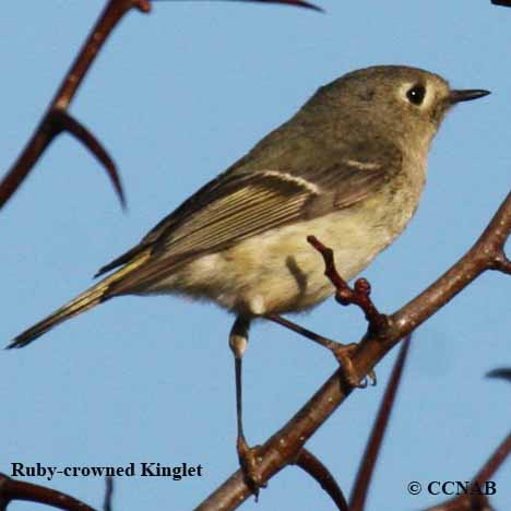 Ruby-crowned Kinglet