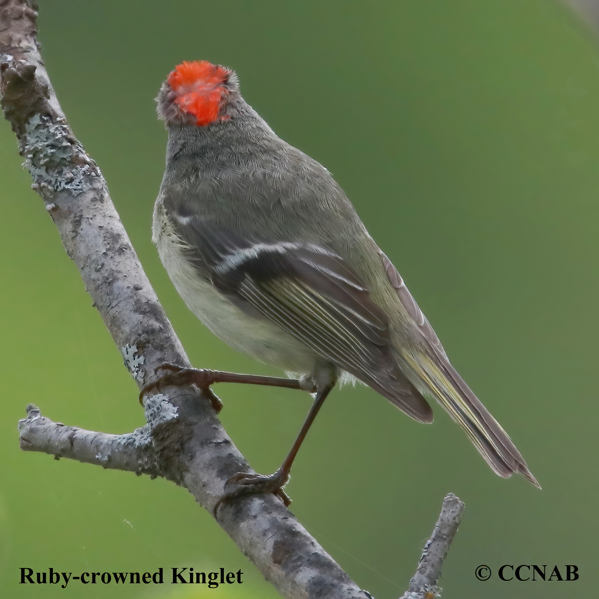 Birds of North America