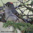 Ruby-crowned Kinglet range map