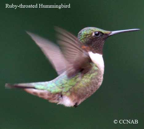 Ruby-throated Hummingbird