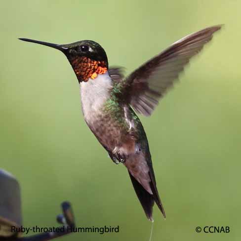 Ruby-throated Hummingbird