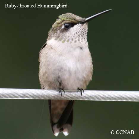 Ruby-throated Hummingbird