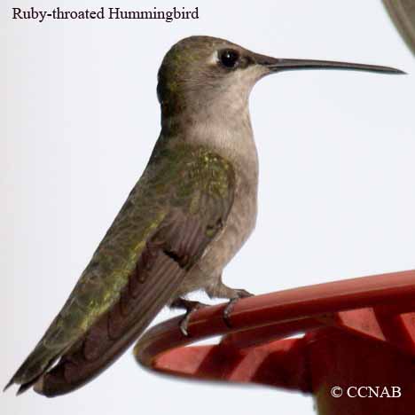 Ruby-throated Hummingbird