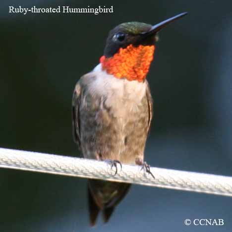 Ruby-throated Hummingbird