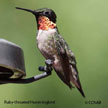 Ruby-throated Hummingbird range map