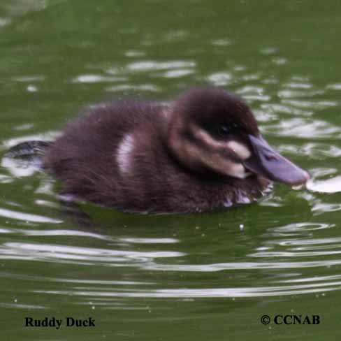 Ruddy Duck