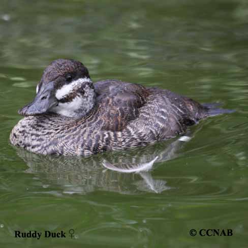 Ruddy Duck